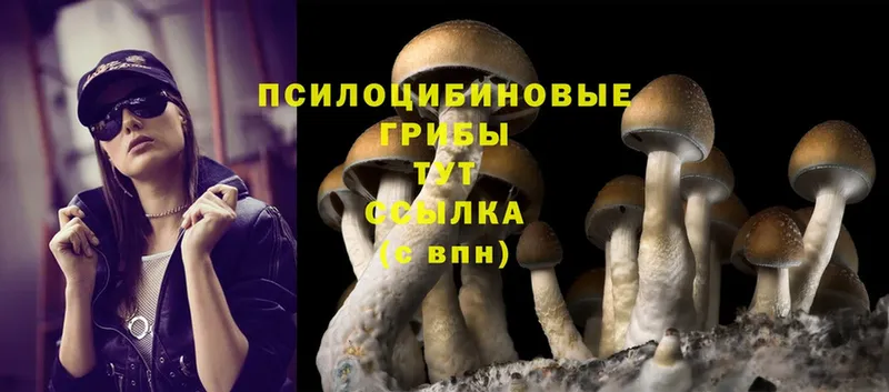 Галлюциногенные грибы Psilocybe  omg ссылки  маркетплейс состав  Боготол 